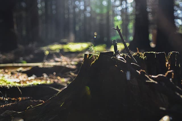 Metsäkuva